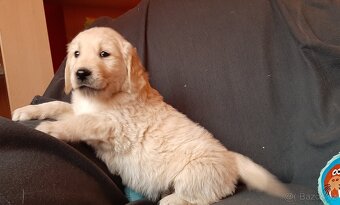 Zlatý retrívr, golden retriever - štenata - 6