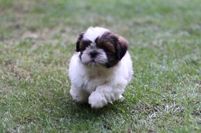 Shih-tzu, Shih tzu, si cu bez pp - 6