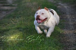 American Bully - 6