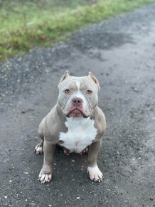 American bully Classic - 6