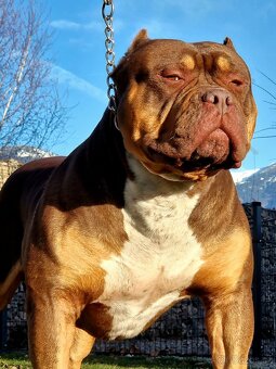 American bully xl - 6