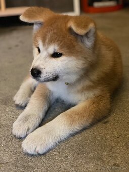 Štěňata Akita Inu - 6