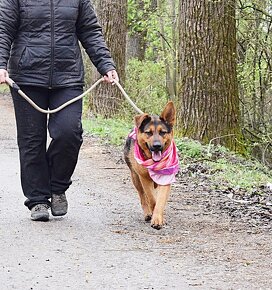 FIBI K ADOPCI - HODNÉ ZLATÍČKO, ZASLOUŽÍ SI MILUJÍCÍ RODINU - 6