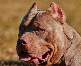 American bully - 6