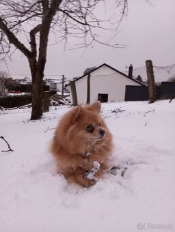 Hledám pejska má krytí pomeranian - 6