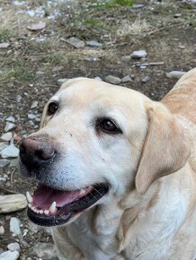 Labrador- roztomilá štěňátka - 6