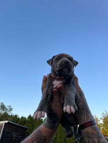 AMERICAN BULLY štěňata prodej - 6