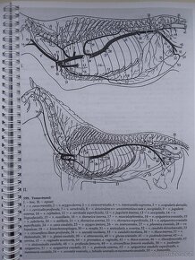 VŠ Skripta v PDF formátu - ČZU, Veterina, Ekonomie - 6