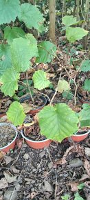 Líska turecká (Corylus colurna) - 6