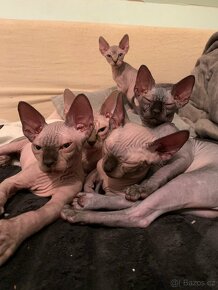 Kanadský sphynx - 6