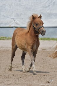 Shetland pony v mini typu - hříbata 2024 - 6