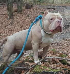 American bully standard - 6