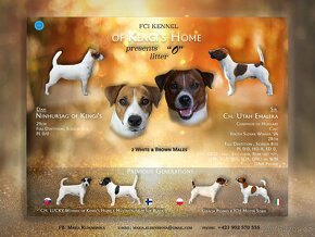 Jack russel s PP - 6