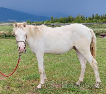 Pony hřebeček, ČSP, albín s modrýma očima, nar. 4/23 - 6