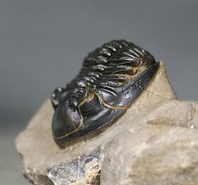 Trilobit s dokonalými očami - Fosilizované zviera - 5,3 cm - 6