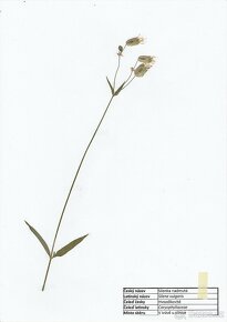 Rostliny do herbáře s přiloženými (nepřilepenými) popisky - 6
