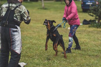 Beauceron s PP - 6