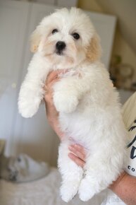 Štěňátka coton de tulear s PP - 6