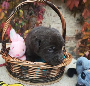 Nabídka štěňat labradorského retrievera - 6