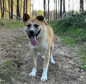 DENY K ADOPCI - X-AKITA INU - hravý mazel - 6