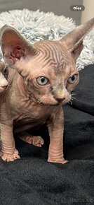 Kanadský Sphynx - 6