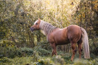 Pripúšťanie QH Palomino  -reining - 6