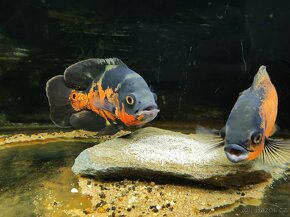 Astronotus Ocellatus - 6