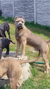 Cane Corso s PP - 6