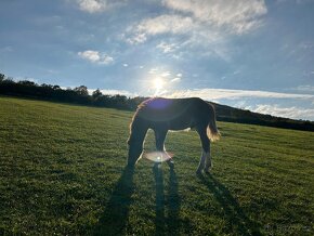 Welsh Cob D - 6