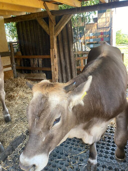 Prodám Brown Swiss jalovičky 1,5 roku staré - 6