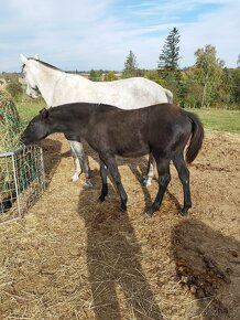 Lusitano x welsh pony B - 6