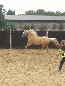 Welsh pony B do športu - 6