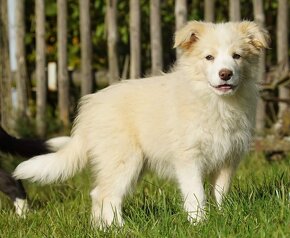 Nádherný  pejsek BORDER COLLIE - 6