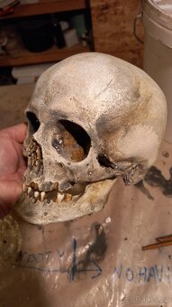 Human skull replica - lidská lebka - 6