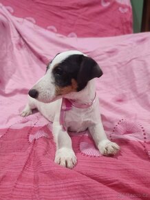 Jack Russell Terrier JRT Jack Rusel Terier - 6