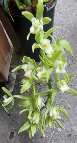 Orchideje Cymbidium - 6