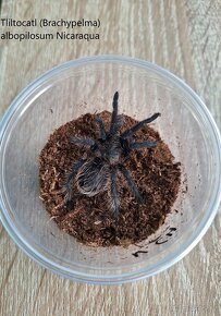 Sklípkani -  Acanthoscurria, Brachypelmy, Lasiodora, Nhandu - 6