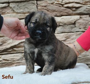 Boerboel štěňata - 6