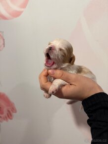 Shih tzu s PP, Shih-tzu, ši cu, si tzu - 6