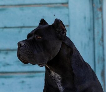 Cane corso šteniatka s rodokmeňom FCI - 6