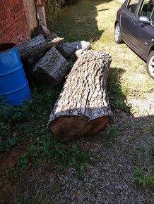 Prodám kmen orech - 6