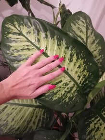 Dieffenbachia / Difenbachie 110 - 6