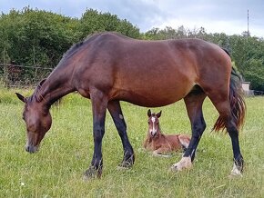 Prodám letošní líbivou kobylku Welsh Cob - 6