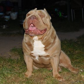 Štěňata American Bully Pocket Exotic -Top linie - 6