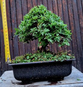 Bonsai, Bonsaj - Mochna 19 - 6