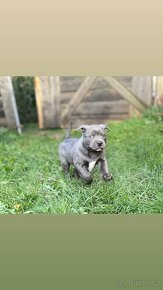 American bully xl - 6