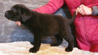 TOP štěňátka LABRADOR S PP - 6