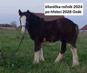 Irský Cob  - připouštění klisen - 6