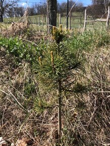 Sibiřský Cedr / Pinus Sibirica sazenice - 6