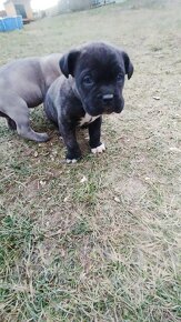 Cane Corso - 6